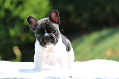 Les chiots de Bouledogue français