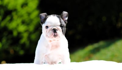 Les chiots de Bouledogue français