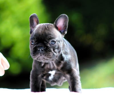 Les chiots de Bouledogue français