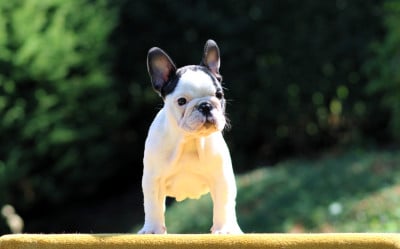 Les chiots de Bouledogue français
