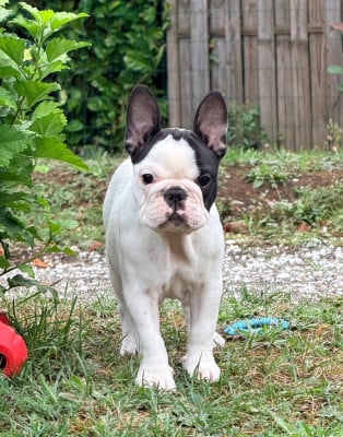 Les chiots de Bouledogue français