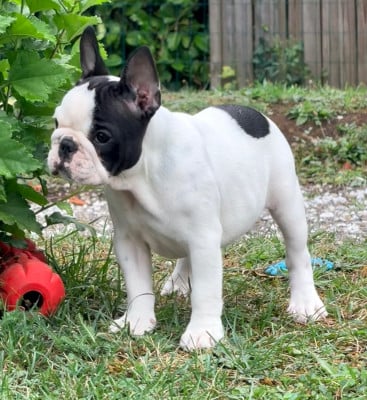 Les chiots de Bouledogue français