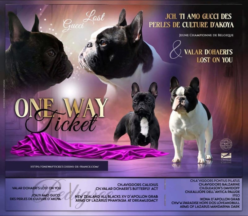 Bouledogue français - One Way Ticket