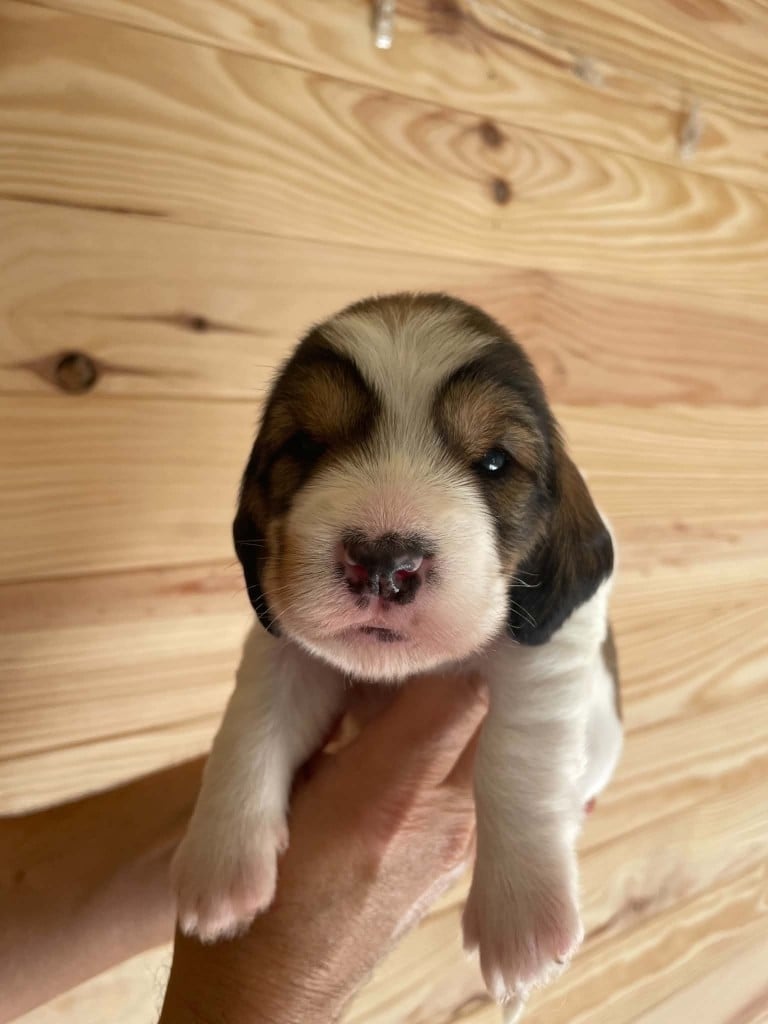 CHIOT 1