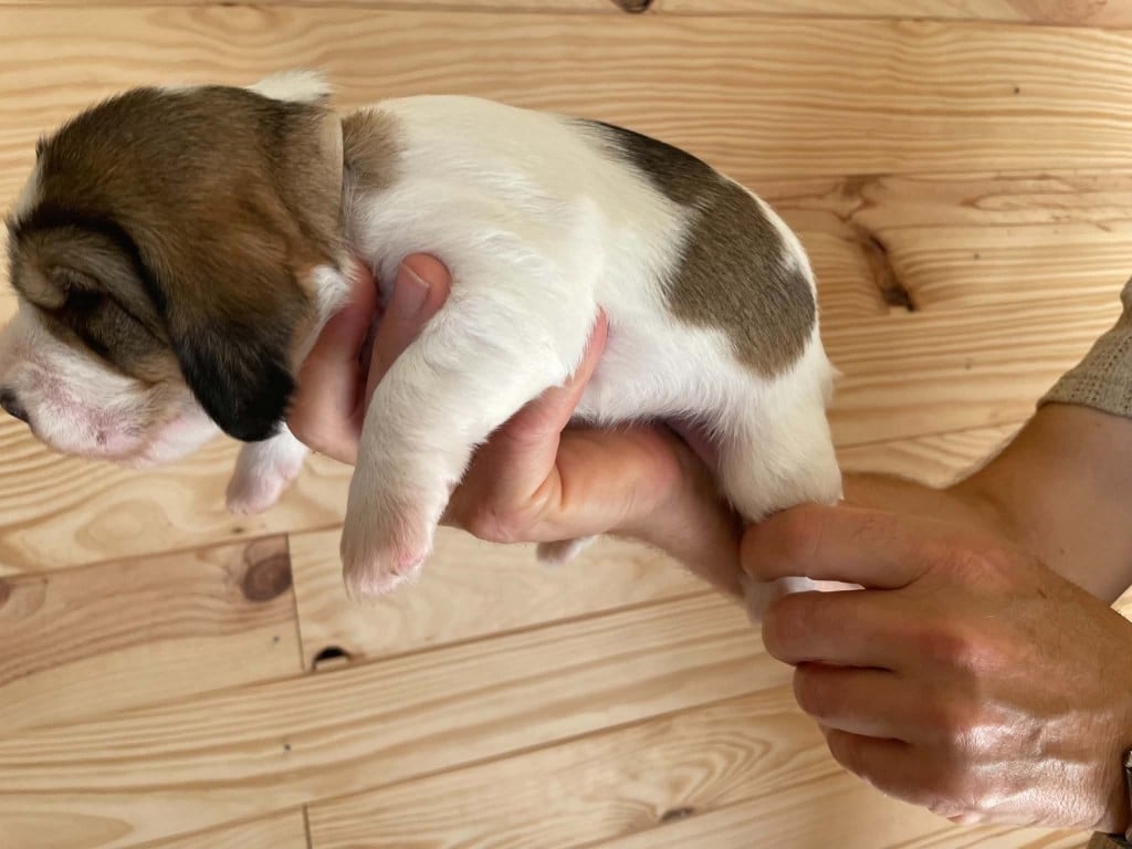 CHIOT 1
