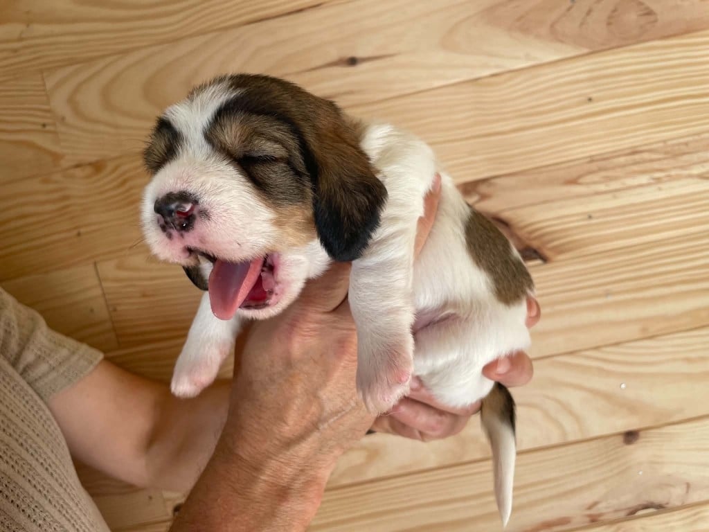 CHIOT 1