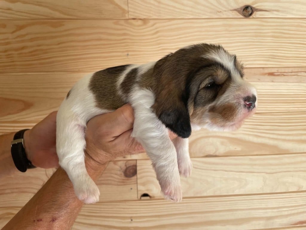 CHIOT 1