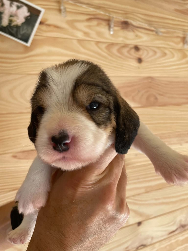 CHIOT 2