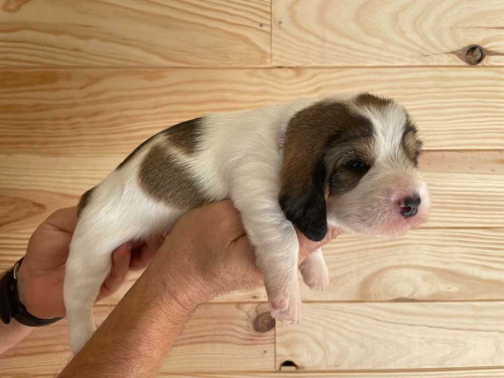CHIOT 2