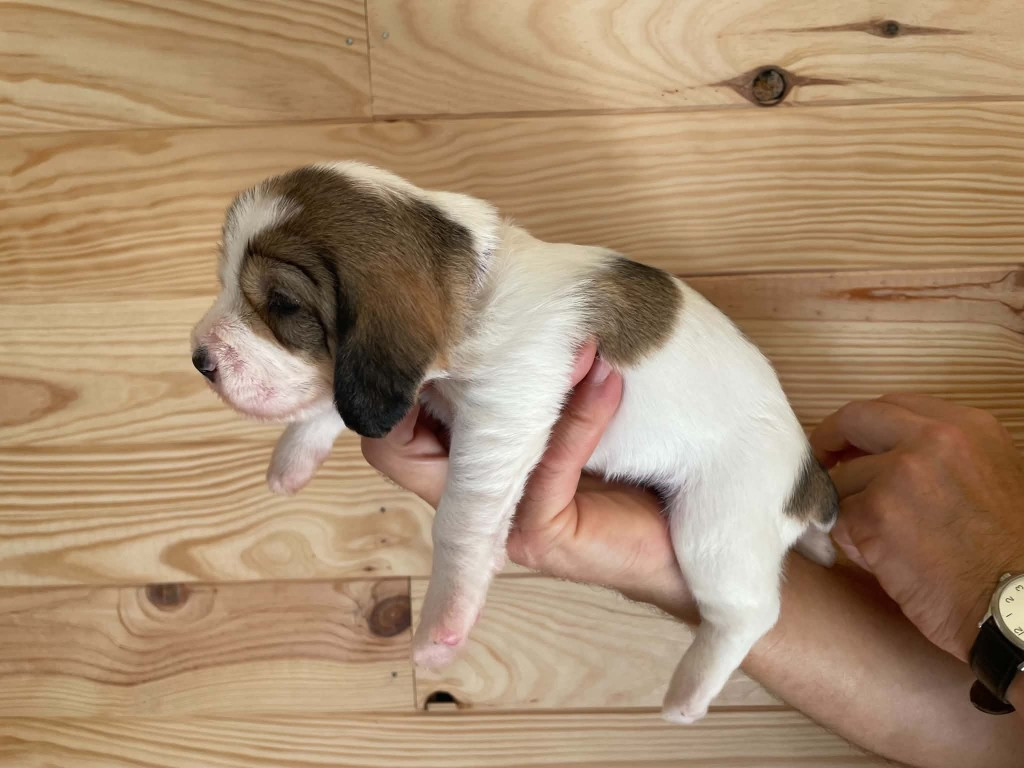 CHIOT 2
