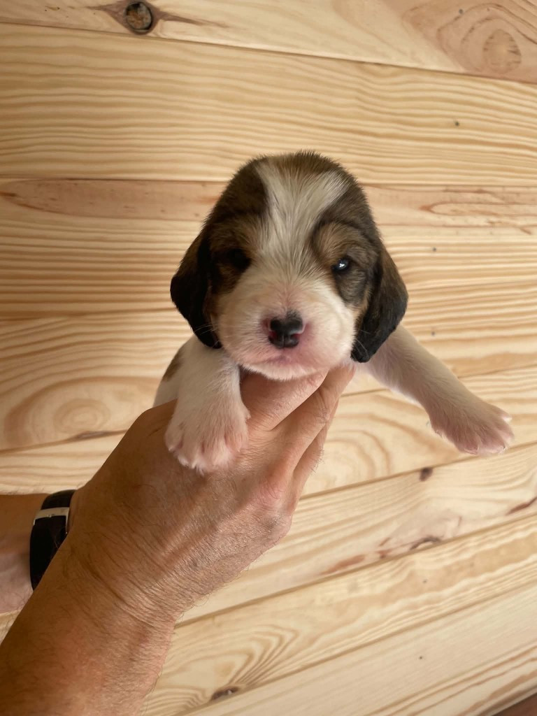 CHIOT 2