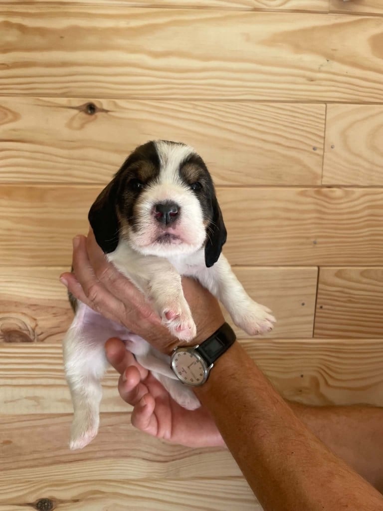 CHIOT 3
