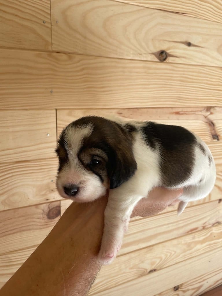 CHIOT 3