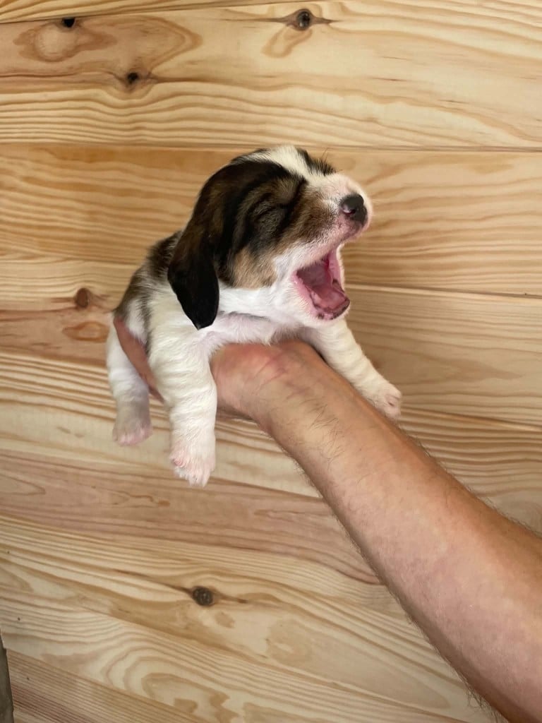 CHIOT 3