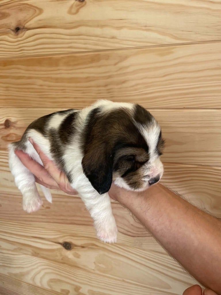 CHIOT 3