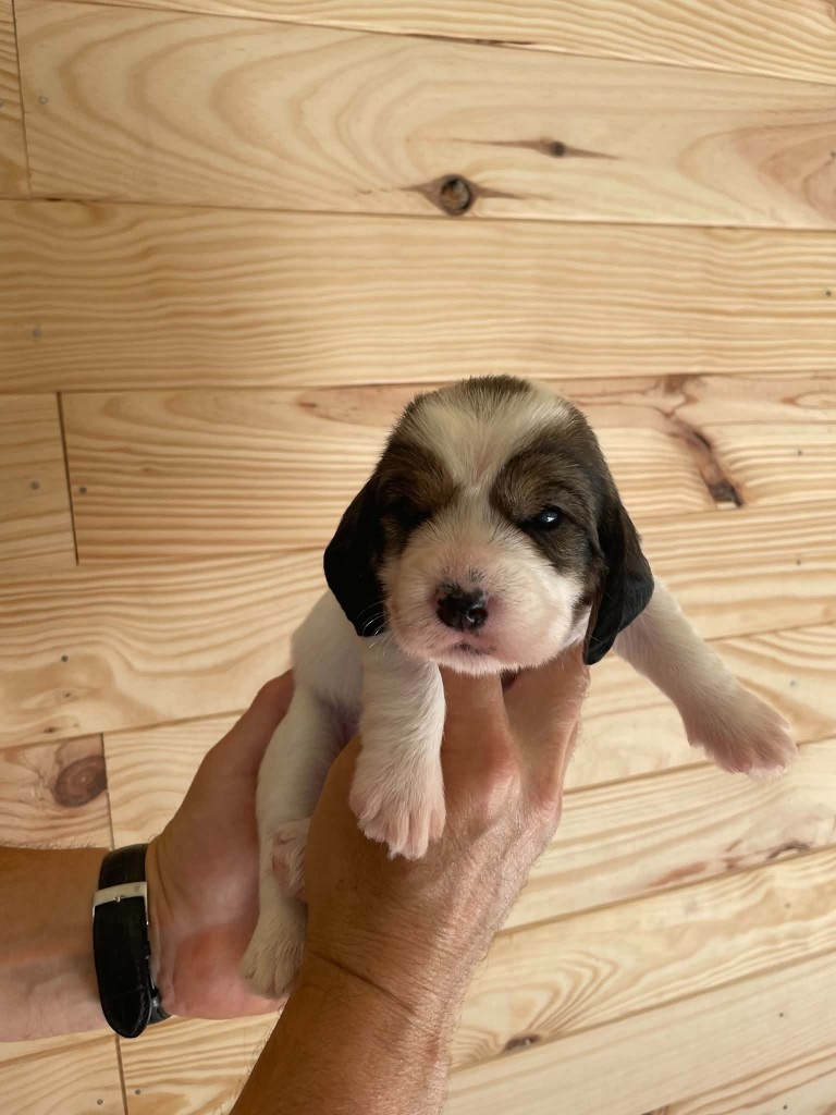 CHIOT 4