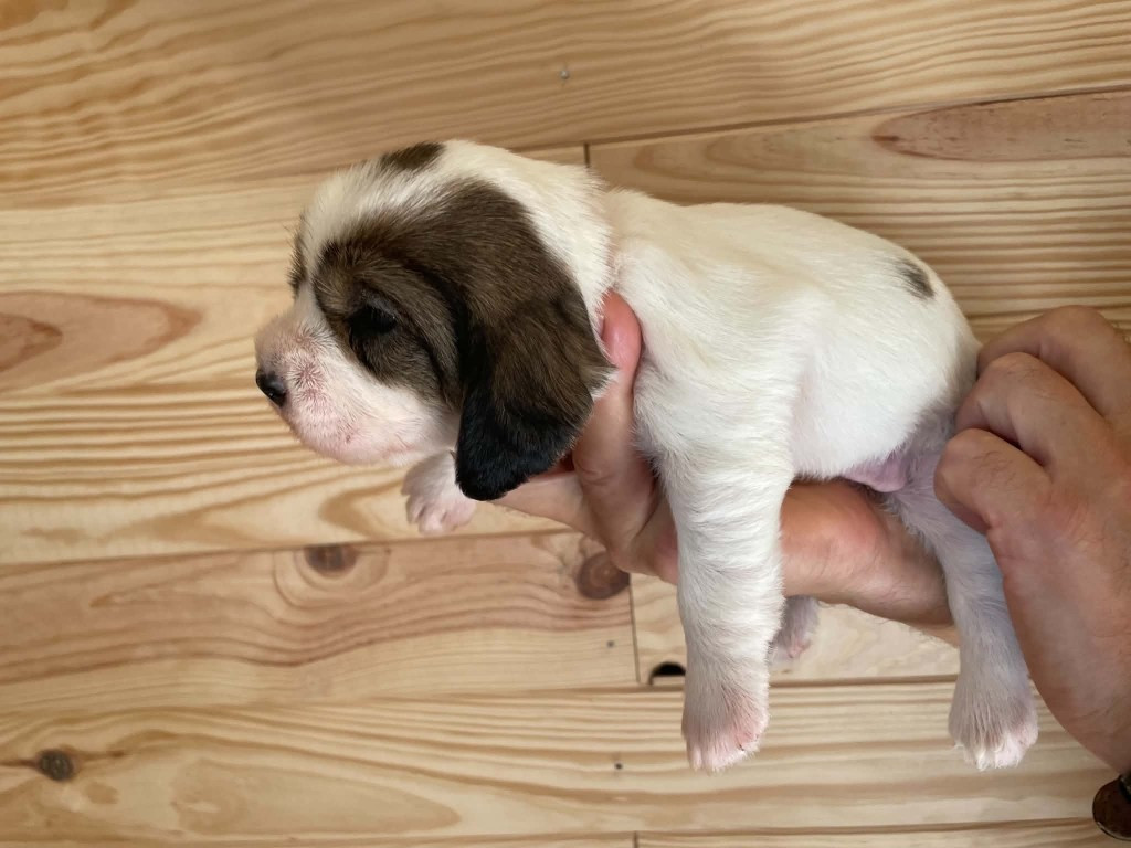 CHIOT 4