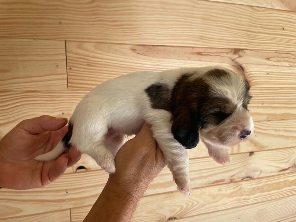 CHIOT 4