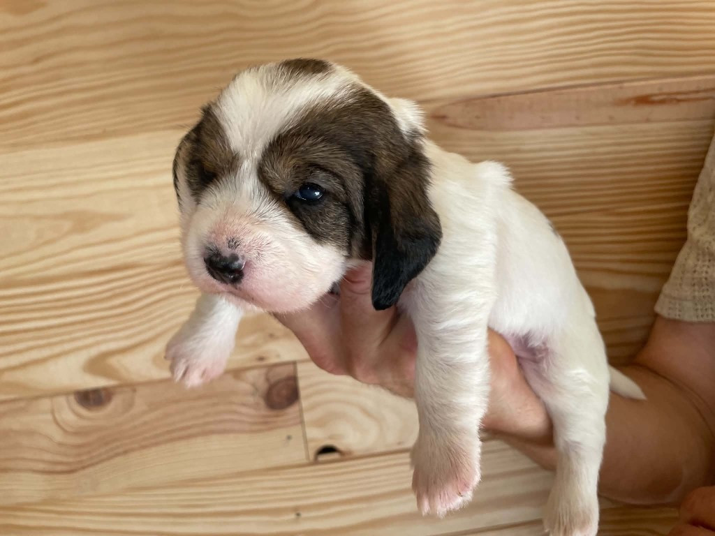 CHIOT 4