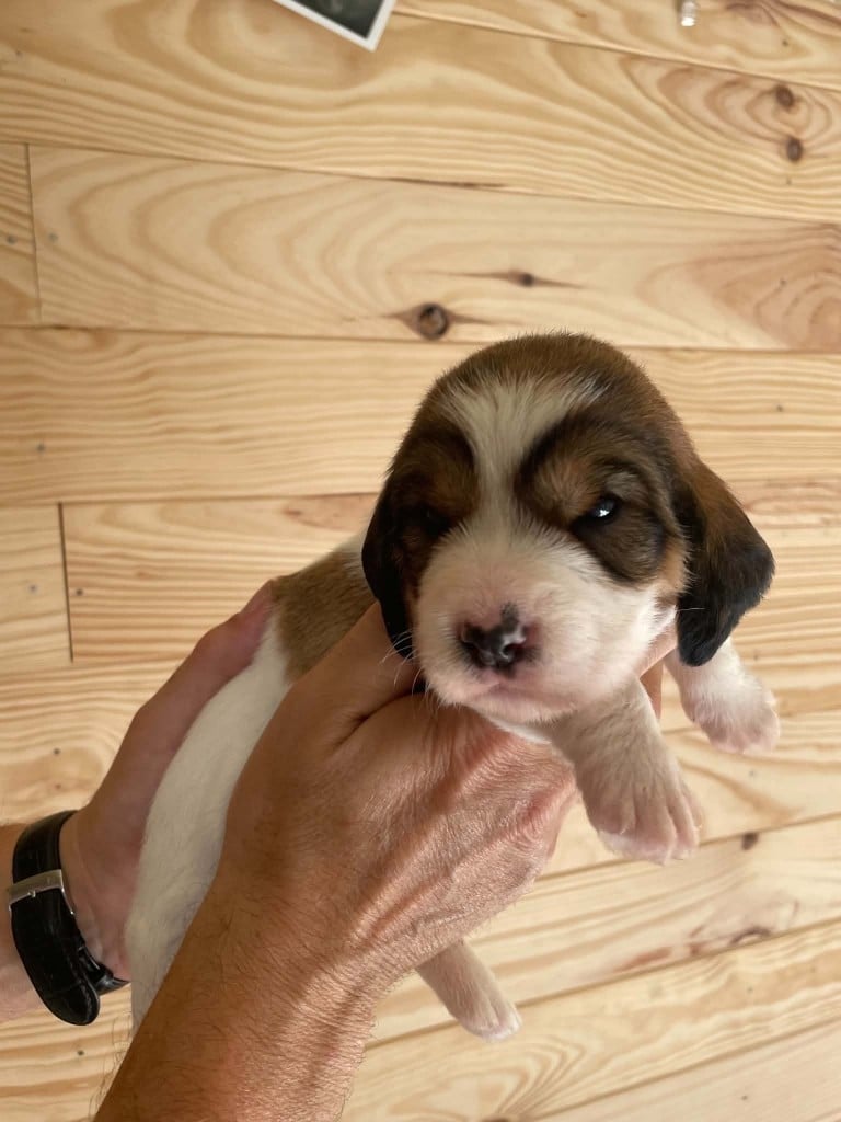 CHIOT 5