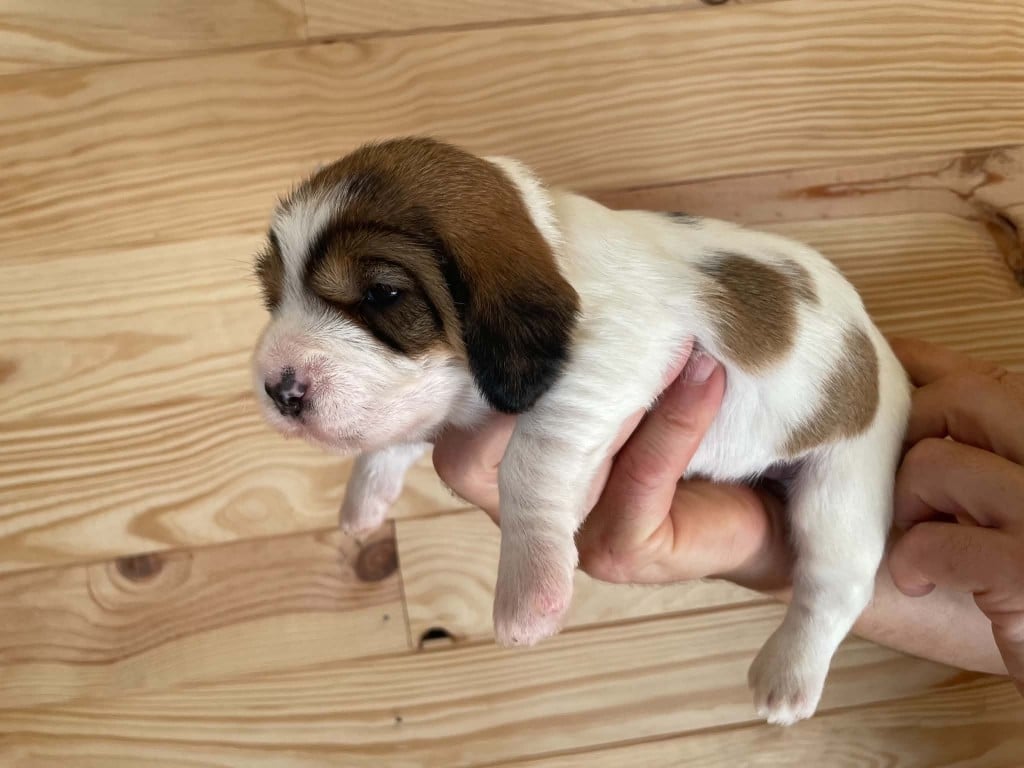 CHIOT 5