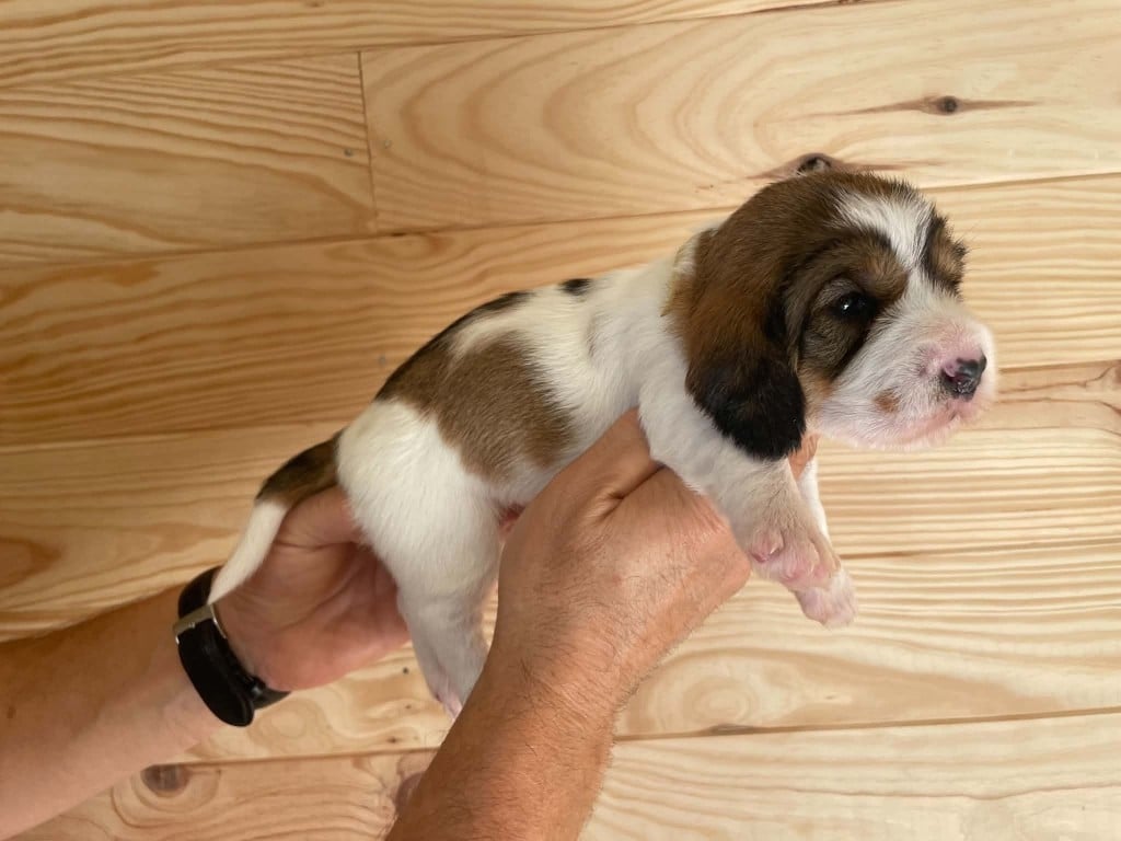 CHIOT 5