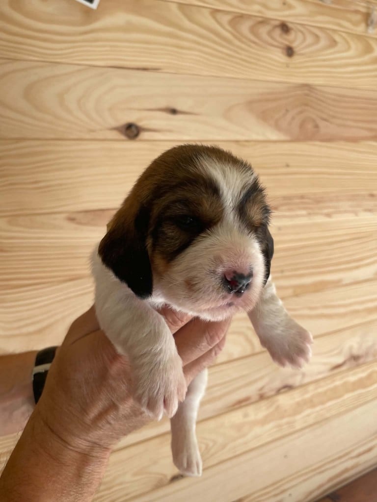 CHIOT 5