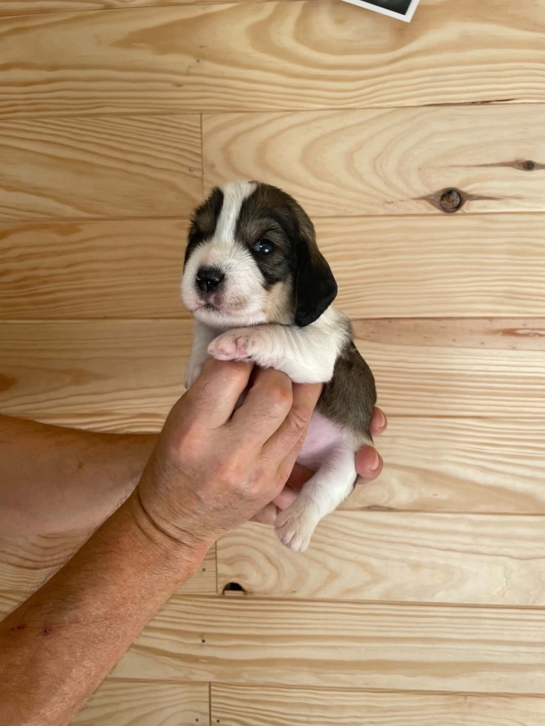 CHIOT 6