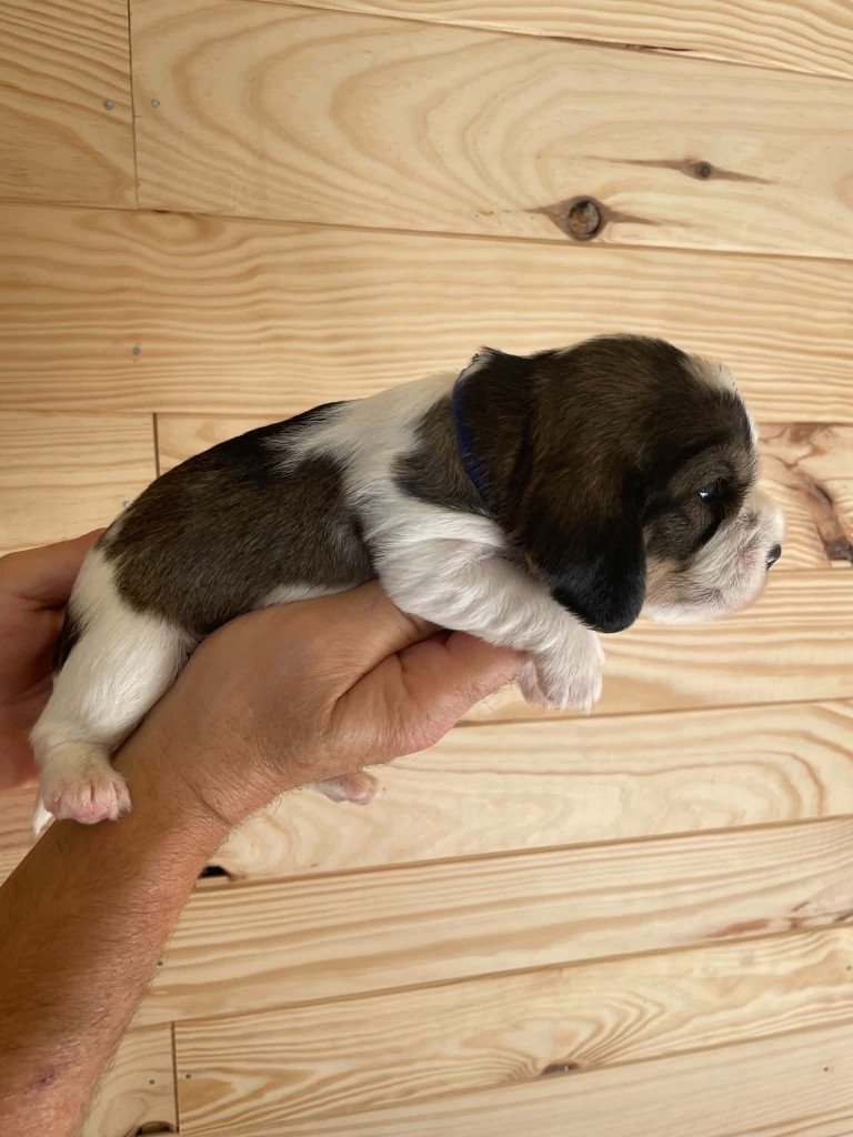 CHIOT 6