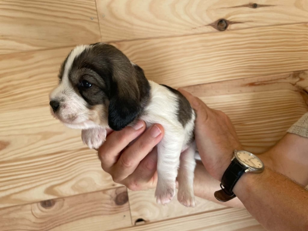 CHIOT 6