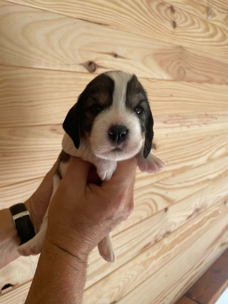 CHIOT 6