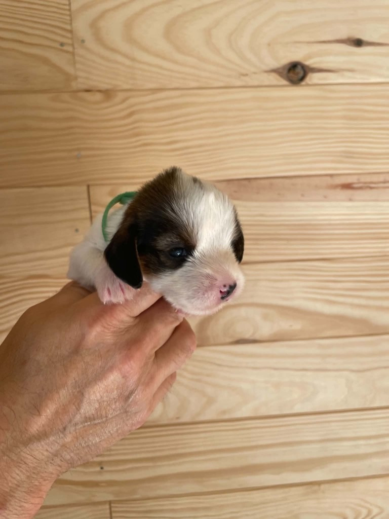 CHIOT 7