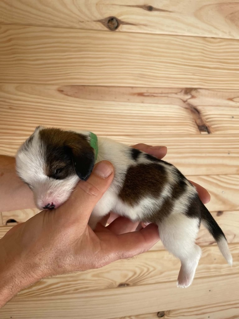 CHIOT 7