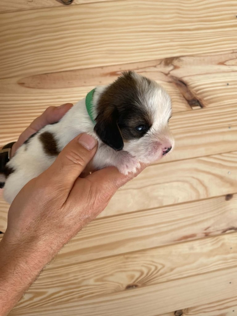 CHIOT 7