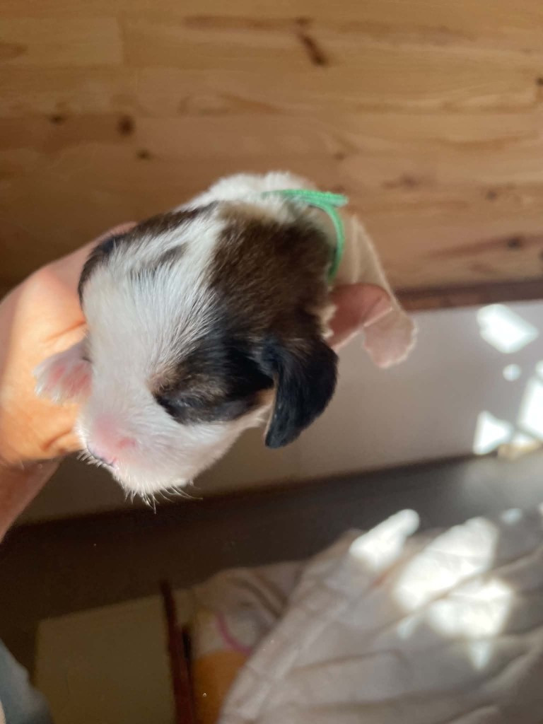 CHIOT 7