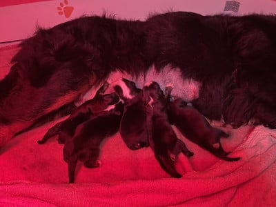 Les chiots de Bouvier Bernois