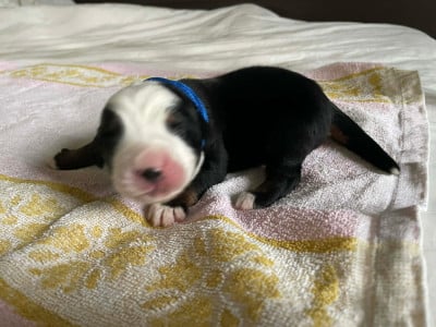 Les chiots de Bouvier Bernois