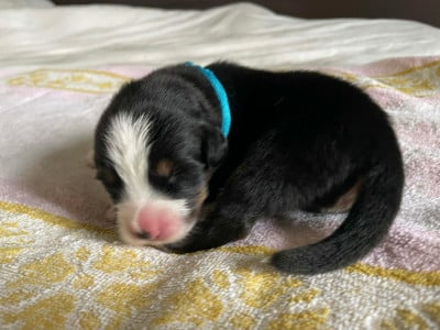 Les chiots de Bouvier Bernois