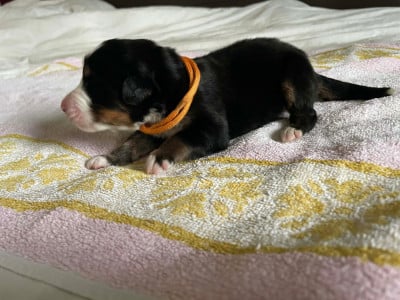 Les chiots de Bouvier Bernois