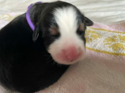 Les chiots de Bouvier Bernois