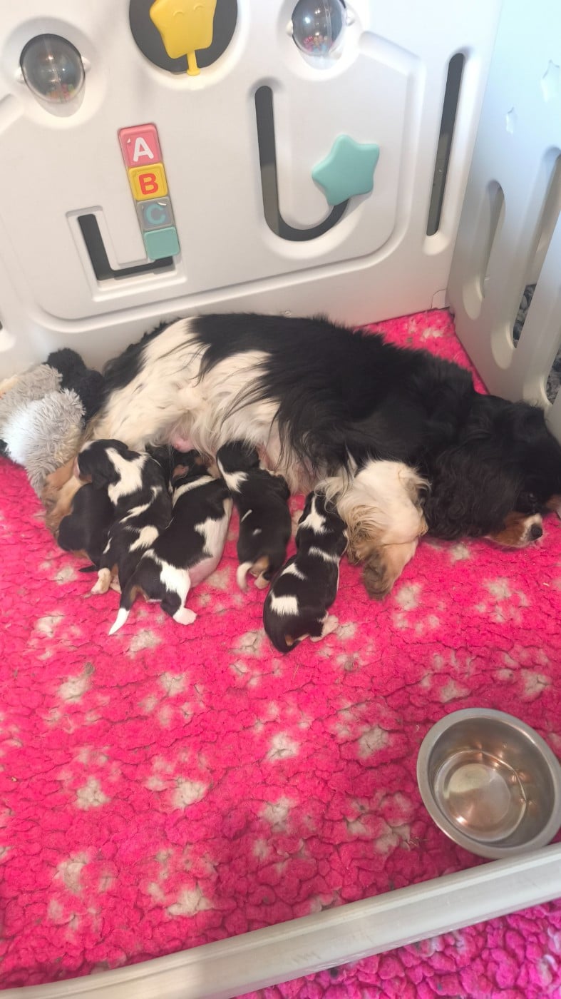 Chiot Cavalier King Charles Spaniel