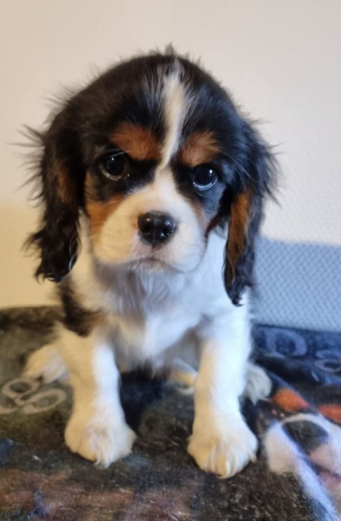 Voyou Des Pattes D'Argent