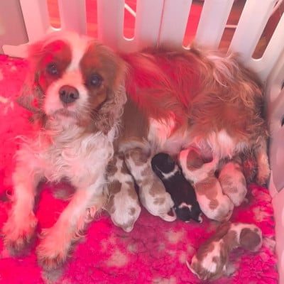 Les chiots de Cavalier King Charles Spaniel