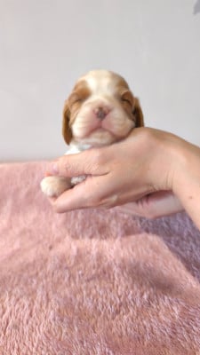 Les chiots de Cavalier King Charles Spaniel