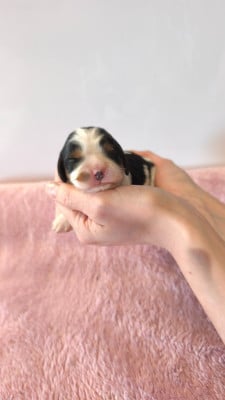 Les chiots de Cavalier King Charles Spaniel