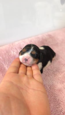 Les chiots de Cavalier King Charles Spaniel