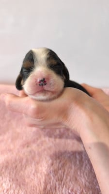 Les chiots de Cavalier King Charles Spaniel