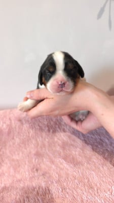 Les chiots de Cavalier King Charles Spaniel