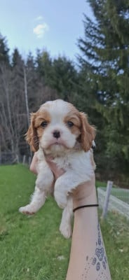 Les chiots de Cavalier King Charles Spaniel