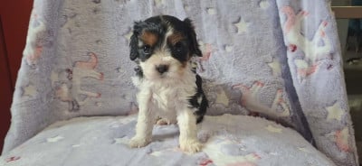 Les chiots de Cavalier King Charles Spaniel